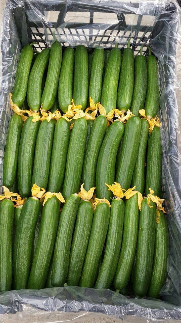 کشت گوجه فرنگی خوشه ای گلخانه ای خزر خاوران