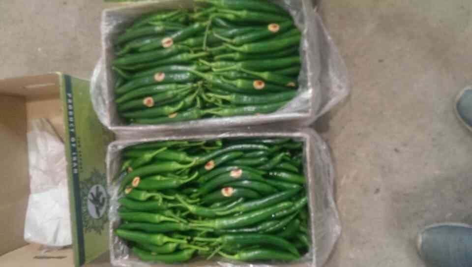 کشت خیار خاردار گلخانه ای