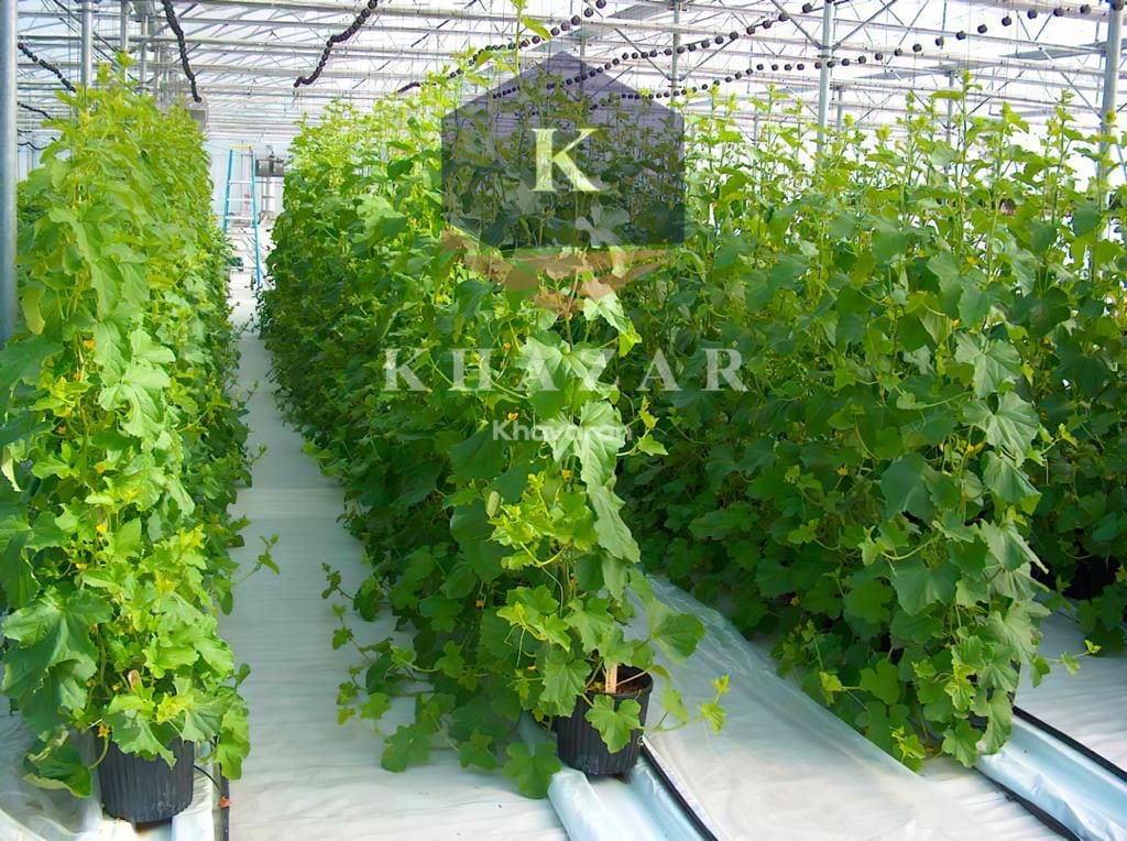 هیدروپونیک یا ایروپونیک