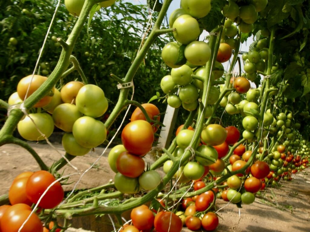 گلخانه تولید گوجه فرنگی در ایران 