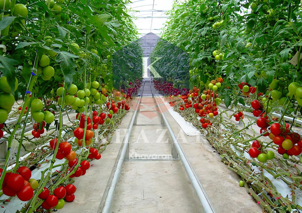 سازه مدرن گلخانه صنعتی خزرخاوران